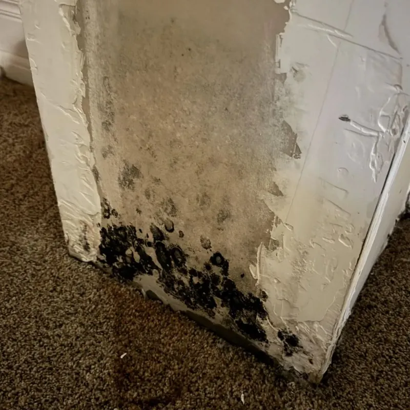 Professional Mold Removal in Glendive, MT